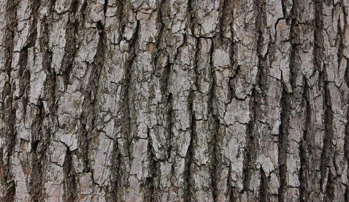 Camphor