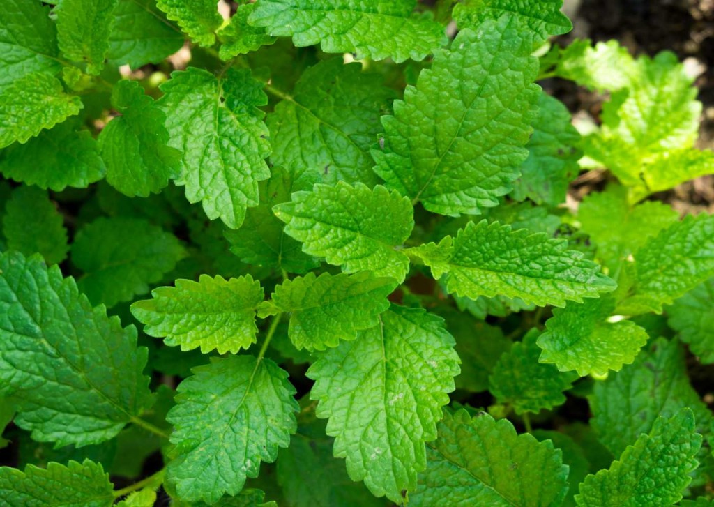 Lemon balm