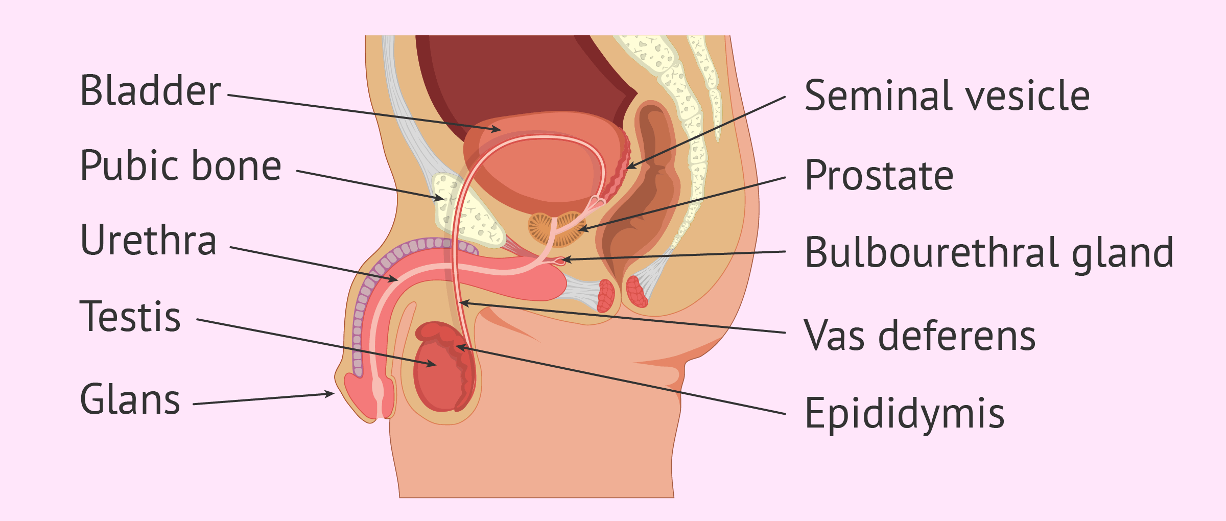 ENLARGED PENIS HEAD OR BALANITIS ALL YOU NEED TO KNOW
